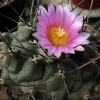 Vai alla scheda di Thelocactus mirandus