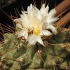 Vai alla scheda di Thelocactus multicephalus