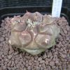 Vai alla scheda di Thelocactus multicephalus f. nova