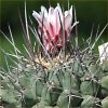 Vai alla scheda di Thelocactus nidulans