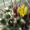 Vai alla scheda di Thelocactus panarottoanus