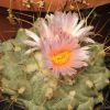 Vai alla scheda di Thelocactus phymatothelos