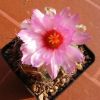 Vai alla scheda di Thelocactus pottsii