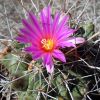 Vai alla scheda di Thelocactus rinconensis ssp. freudenbergeri