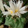 Vai alla scheda di Thelocactus rinconensis ssp. multicephalus