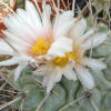 Vai alla scheda di Thelocactus rinconensis ssp. nidulans