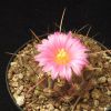 Vai alla scheda di Thelocactus rinconensis ssp. palomaensis