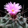 Vai alla scheda di Thelocactus rinconensis v. mirandus