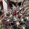 Vai alla scheda di Thelocactus rinconensis v. nidulans