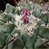 Vai alla scheda di Thelocactus rinconensis v. phymatothelos