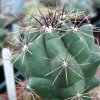 Vai alla scheda di Thelocactus sanchez-mejoradae