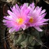 Vai alla scheda di Thelocactus santaclarensis