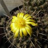 Vai alla scheda di Thelocactus saussieri