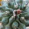 Vai alla scheda di Thelocactus saussieri x nidulans