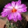 Vai alla scheda di Thelocactus schwarzii