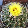 Vai alla scheda di Thelocactus setispinus