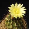 Vai alla scheda di Thelocactus setispinus f. flavibaccatus