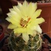 Vai alla scheda di Thelocactus setispinus v. orcuttii