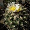 Vai alla scheda di Thelocactus tulensis