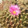 Vai alla scheda di Thelocactus tulensis ssp. matudae