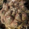 Vai alla scheda di Thelocactus tulensis v. buekii