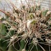 Vai alla scheda di Thelocactus tulensis v. matudae