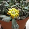 Vai alla scheda di Titanopsis calcarea