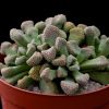 Vai alla scheda di Titanopsis schwantesii