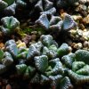 Vai alla scheda di Titanopsis calcarea