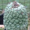 Vai alla scheda di Trichocaulon cactiforme