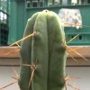 Vai alla scheda di Trichocereus bridgesii