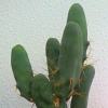 Vai alla scheda di Trichocereus bridgesii f. monstruosus