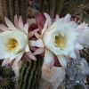 Vai alla scheda di Trichocereus candicans