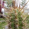 Vai alla scheda di Trichocereus chiloensis