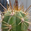 Vai alla scheda di Trichocereus chiloensis v. borealis