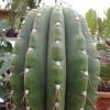 Vai alla scheda di Trichocereus colosseus