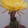 Vai alla scheda di Trichocereus cv. gelbe blute