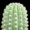 Vai alla scheda di Trichocereus cv. theleflora