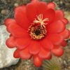 Vai alla scheda di Trichocereus huascha