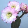 Vai alla scheda di Trichocereus ibrido 'delrue'