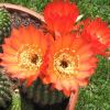 Vai alla scheda di Trichocereus ibrido 'giallo rosso'