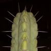 Vai alla scheda di Trichocereus macrogonus