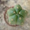 Vai alla scheda di Trichocereus pachanoi