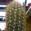 Vai alla scheda di Trichocereus pasacana