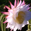 Vai alla scheda di Trichocereus schickendantzii