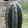 Vai alla scheda di Trichocereus scopulicola