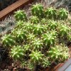 Vai alla scheda di Trichocereus chiloensis