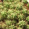 Vai alla scheda di Trichocereus chiloensis v. borealis