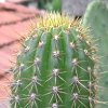 Vai alla scheda di Trichocereus spachianus