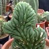 Vai alla scheda di Trichocereus spachianus f. cristatus